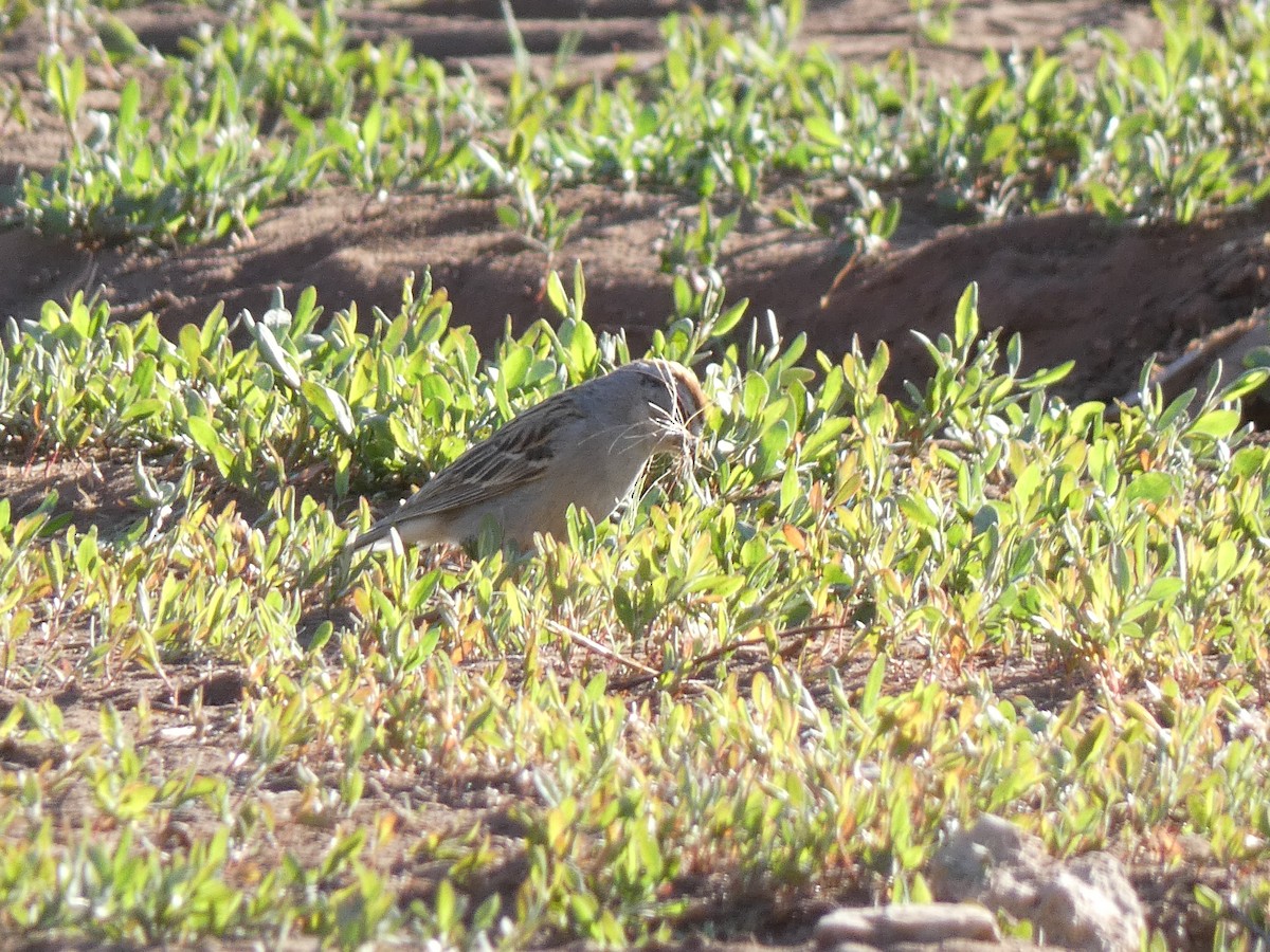 Chipping Sparrow - ML449647571
