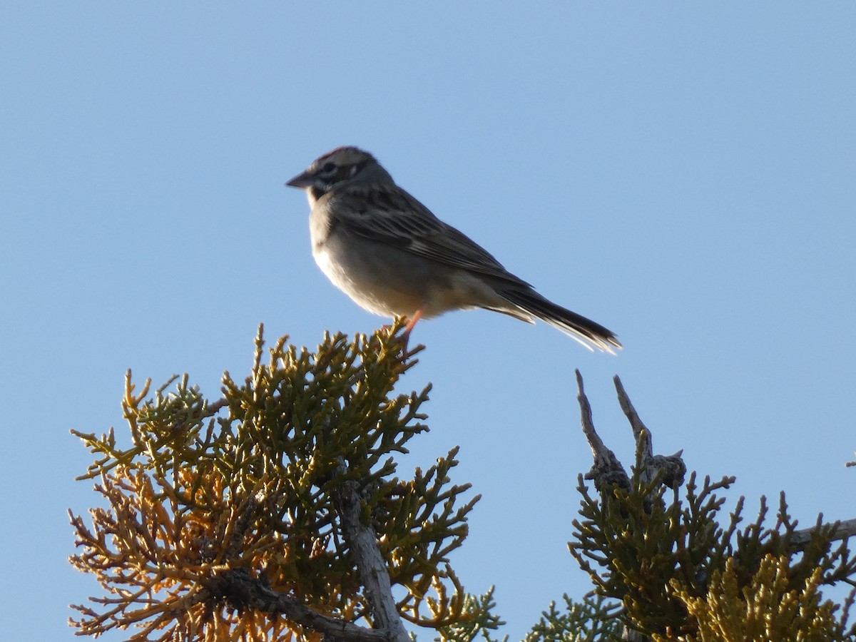 Lark Sparrow - ML449647581