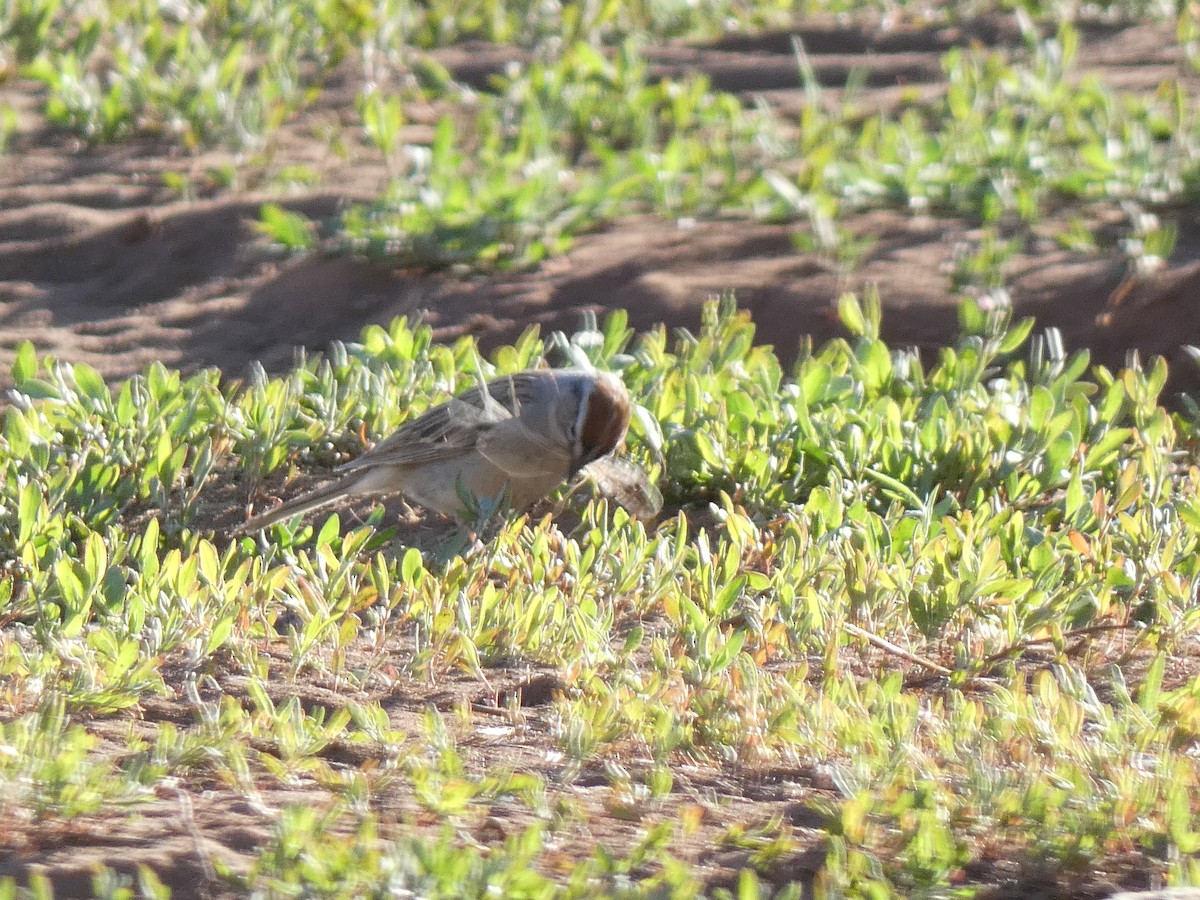 Chipping Sparrow - ML449647631