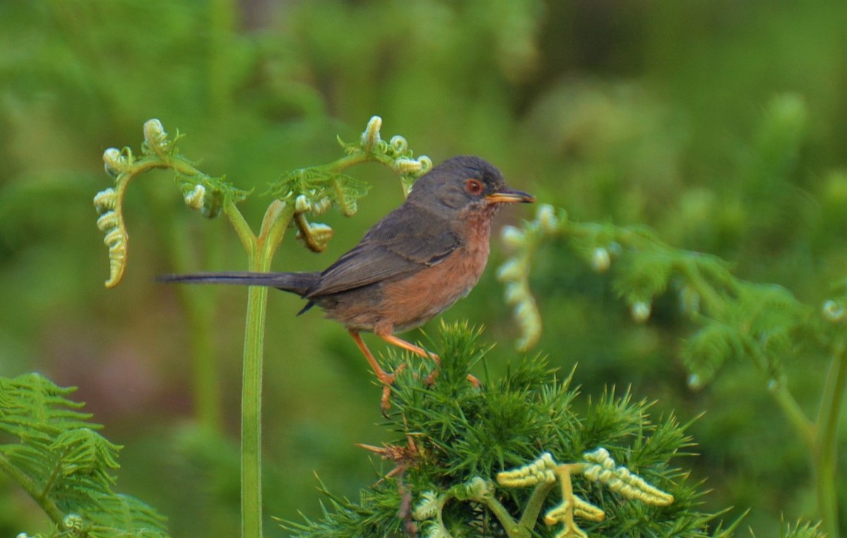 Dartford Warbler - ML449648041