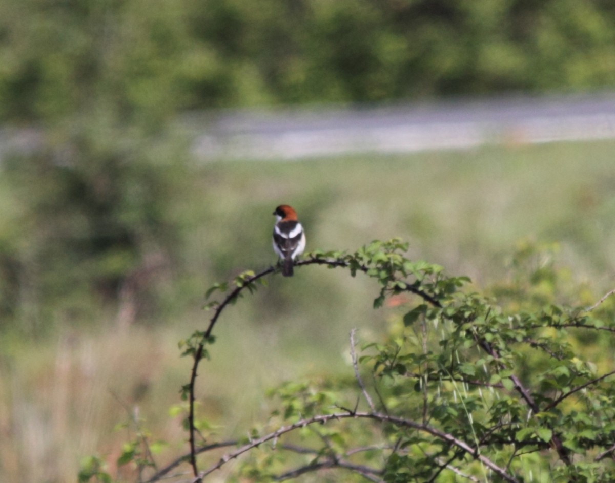 Woodchat Shrike - ML44964831