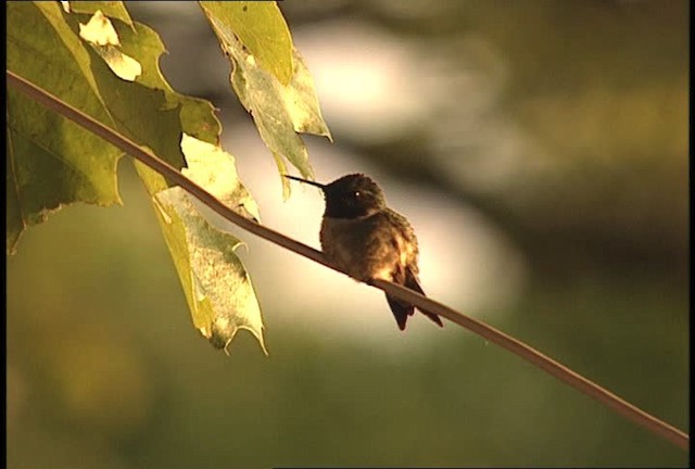 Ruby-throated Hummingbird - ML449649