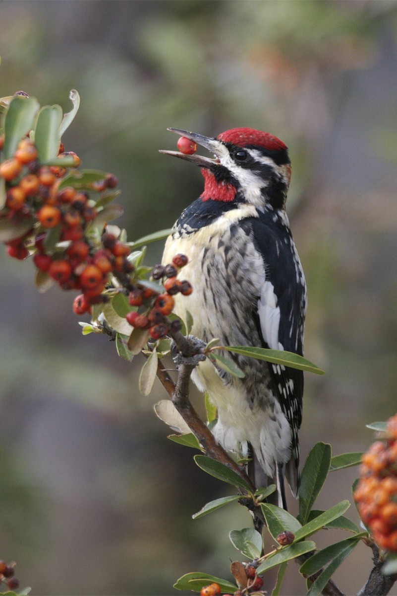 Red-naped Sapsucker - ML44964921