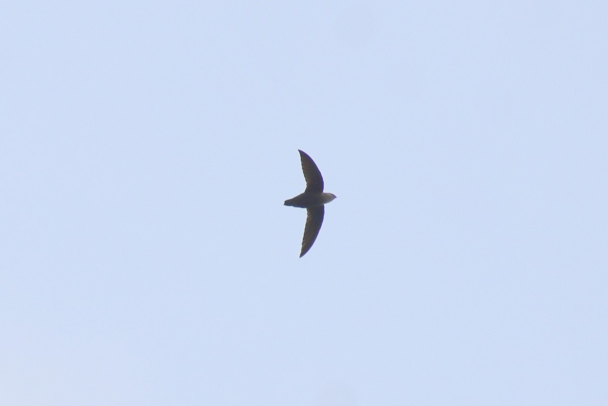 Chimney Swift - ML449649291