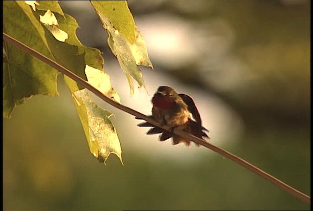 Ruby-throated Hummingbird - ML449650