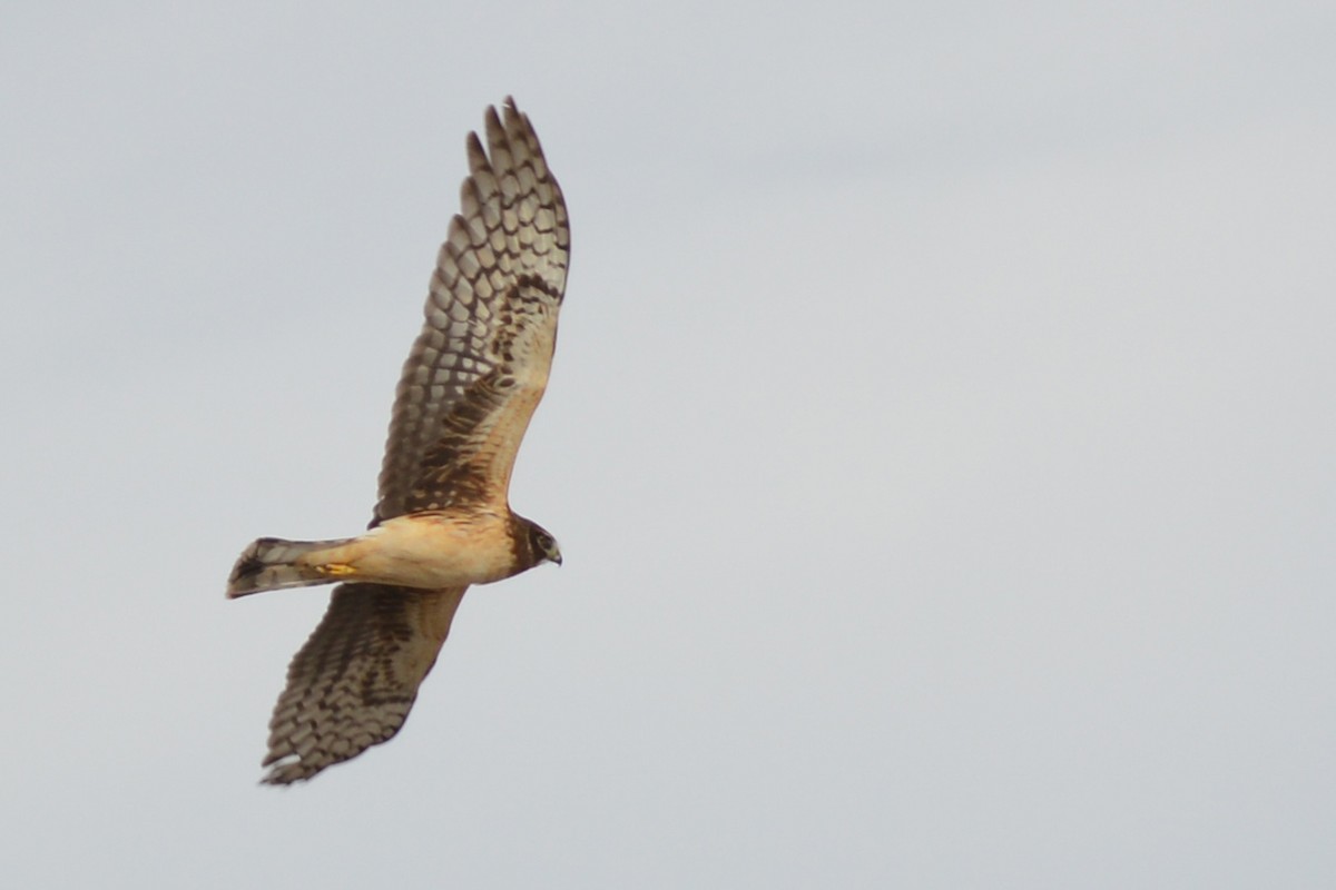 Northern Harrier - ML44965051