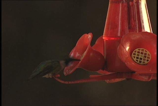 Ruby-throated Hummingbird - ML449651