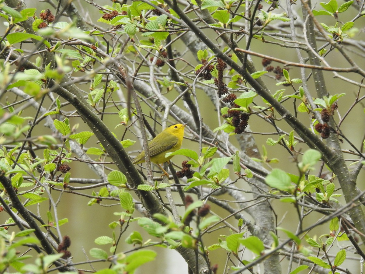 Wilson's Warbler - ML449653331