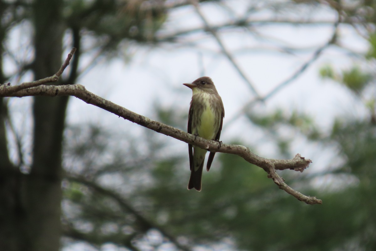 Olive-sided Flycatcher - ML449653521