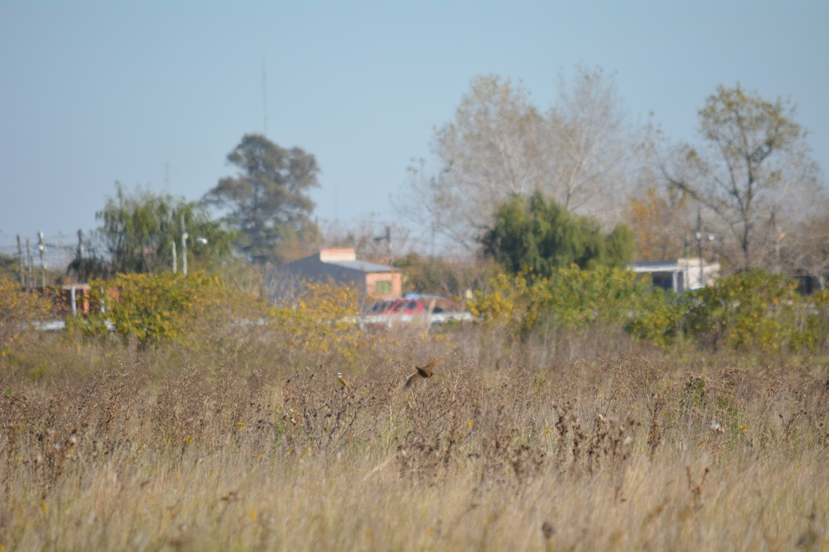 flekktinamu - ML449654001