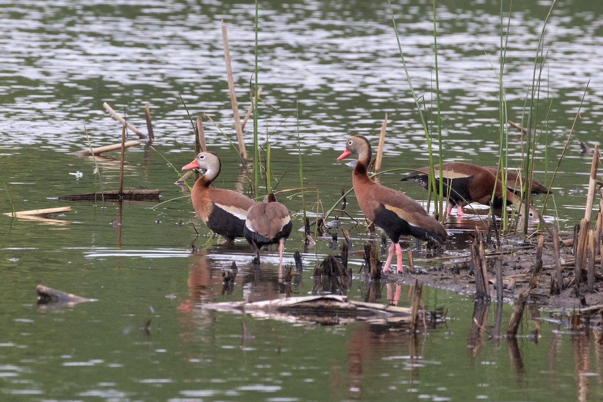 Black-bellied Whistling-Duck (fulgens) - Mark Stephenson