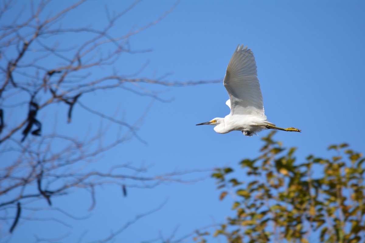 snøhegre - ML449654581