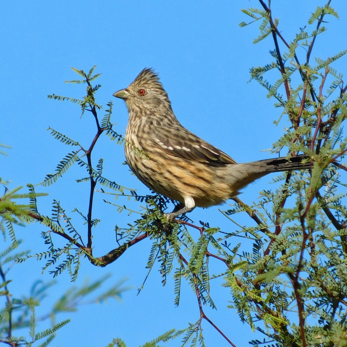 Красногрудый листорез - ML449655311