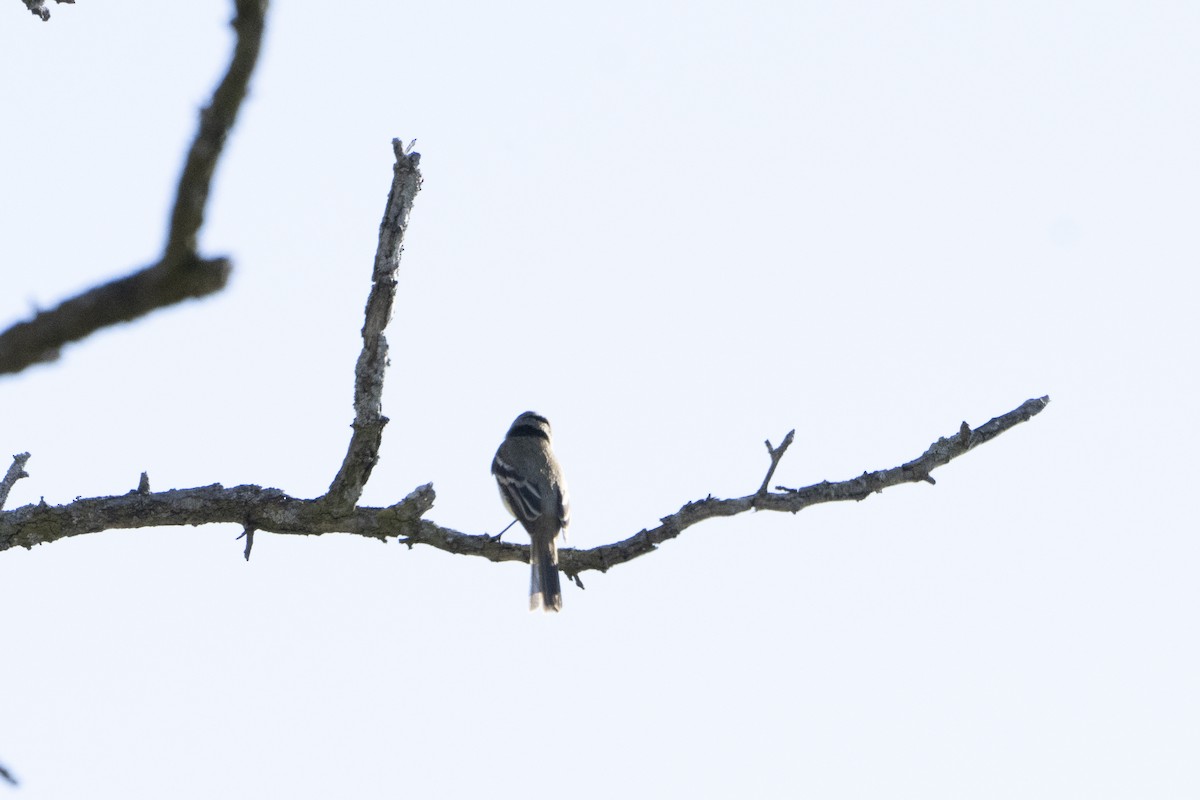 Alder Flycatcher - ML449655891