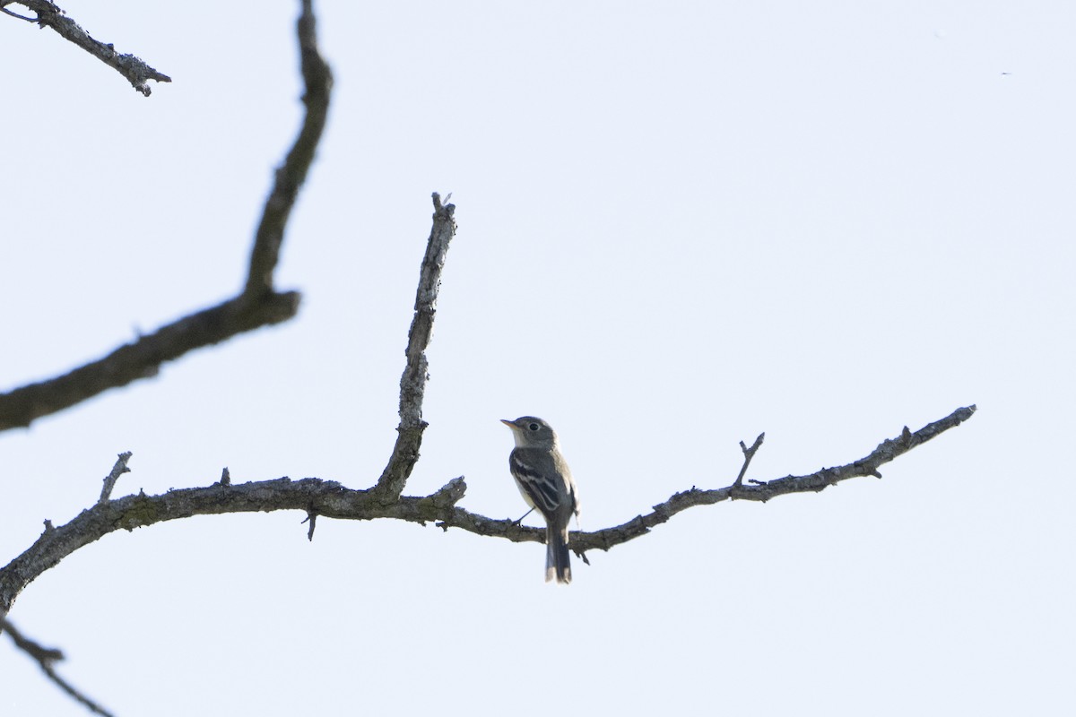 Alder Flycatcher - ML449655961