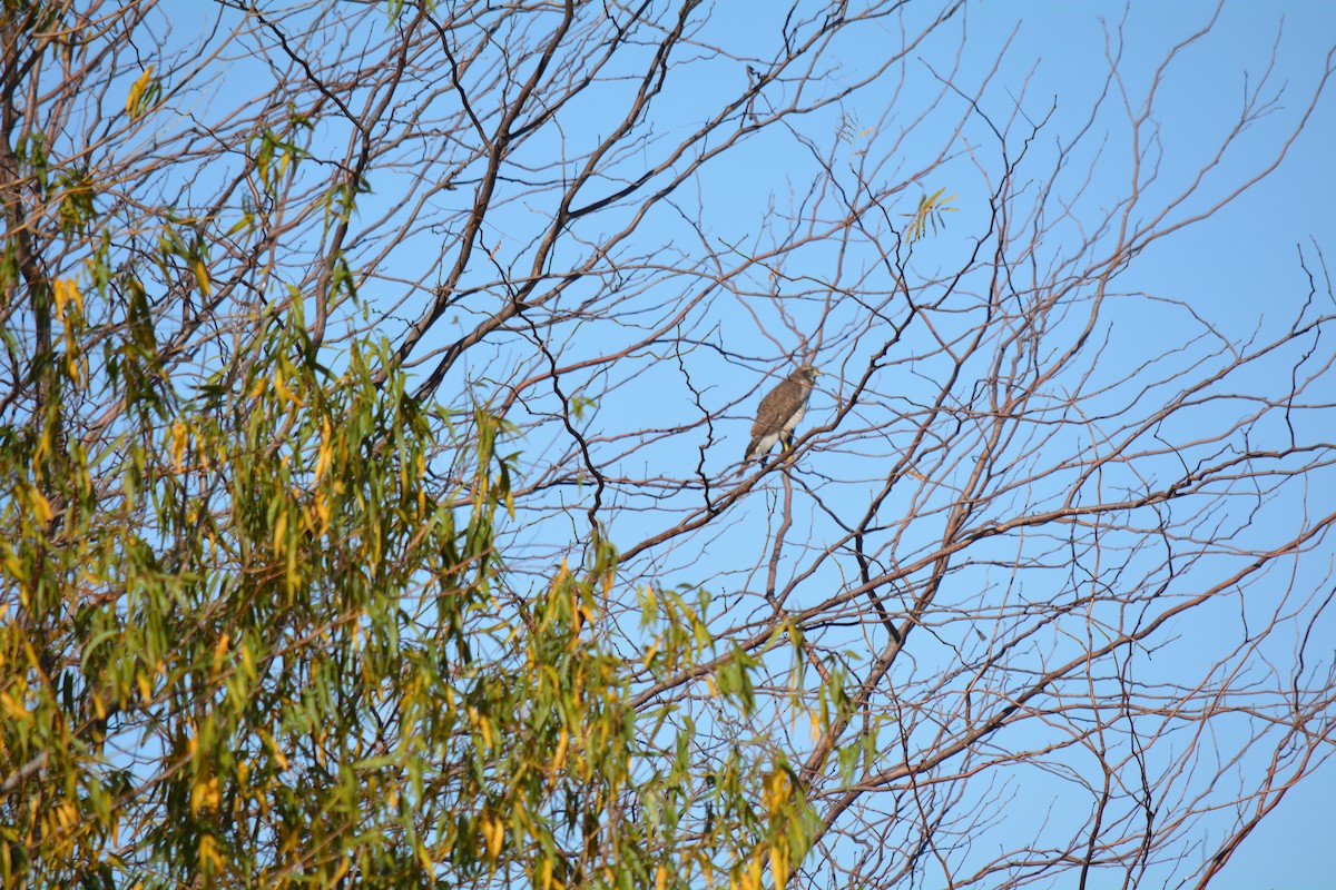 veivåk - ML449656301