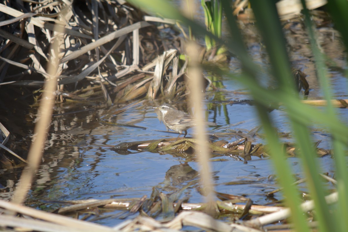 kortnebbergkall - ML449656601