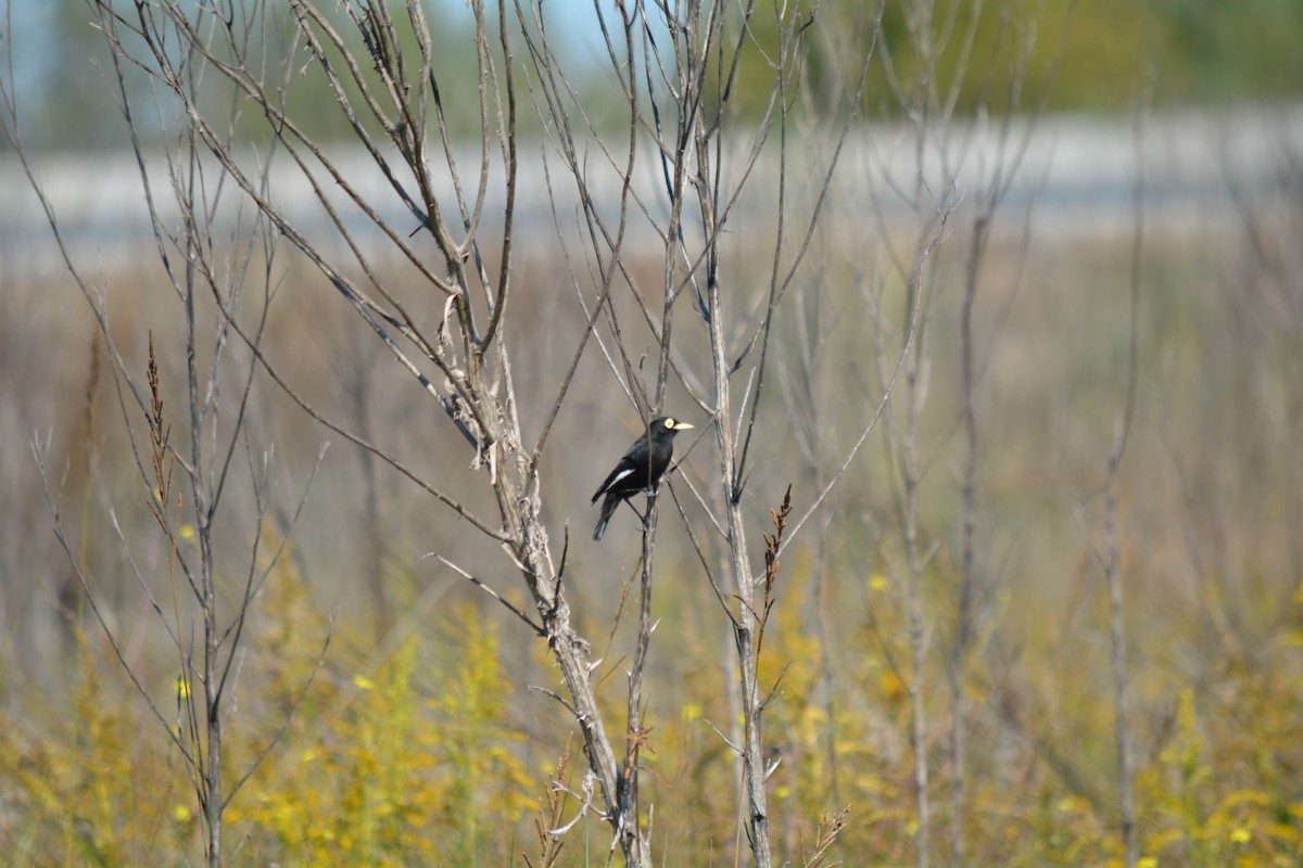 brilletyrann - ML449656751