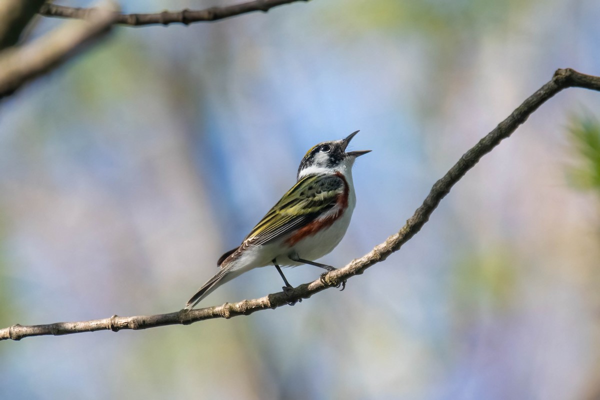 Chestnut-sided Warbler - Eric Seyferth