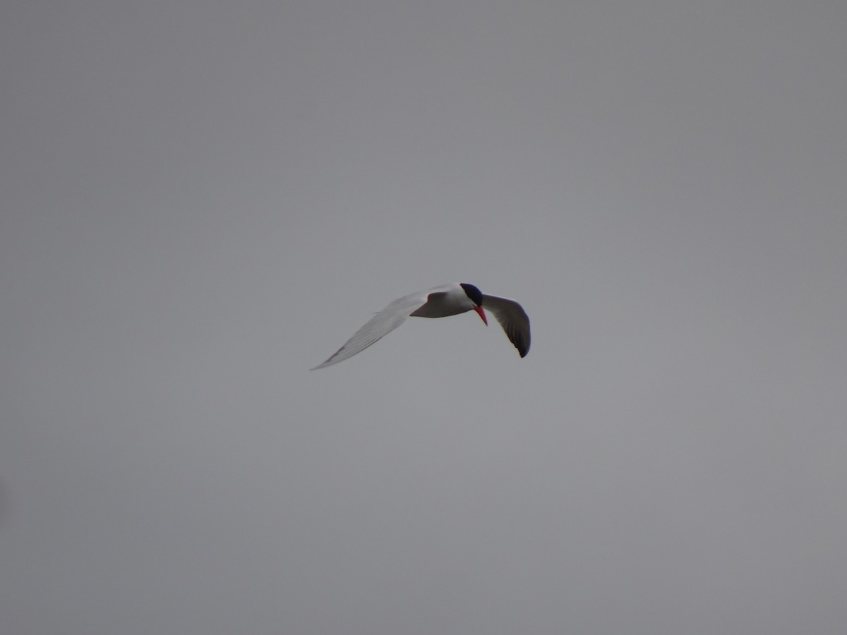 Caspian Tern - Paolo Matteucci