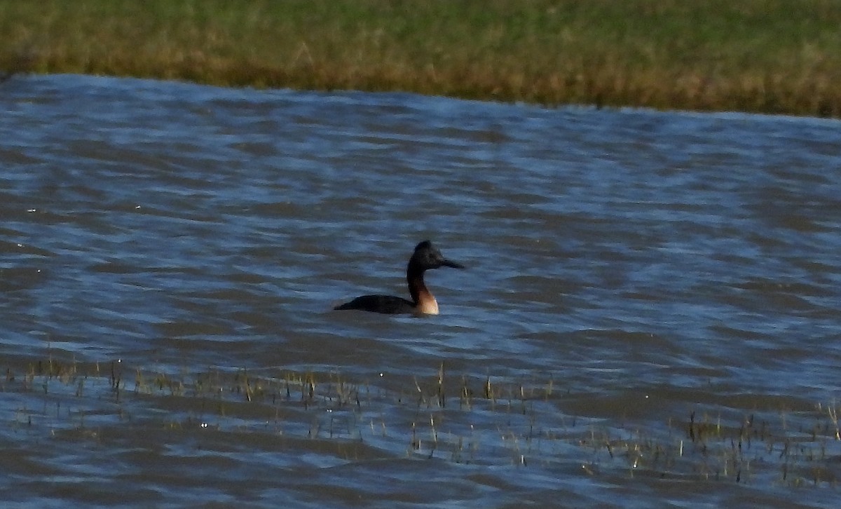 Great Grebe - ML449657741