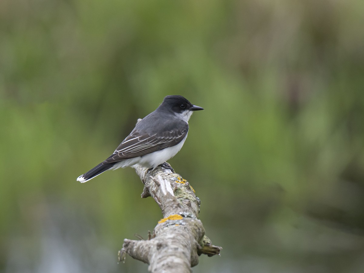 Eastern Kingbird - Ronnie d'Entremont