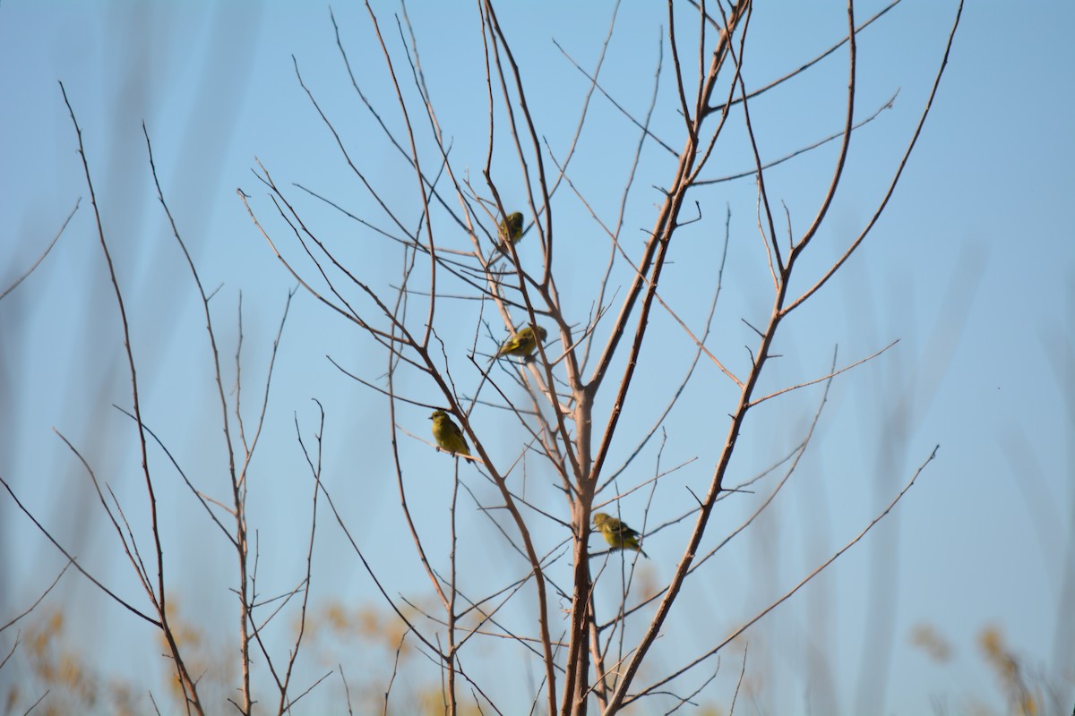 hettesisik - ML449658691