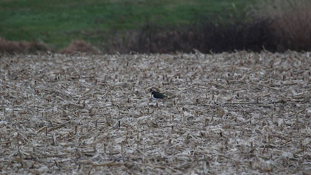 Northern Lapwing - ML449659401