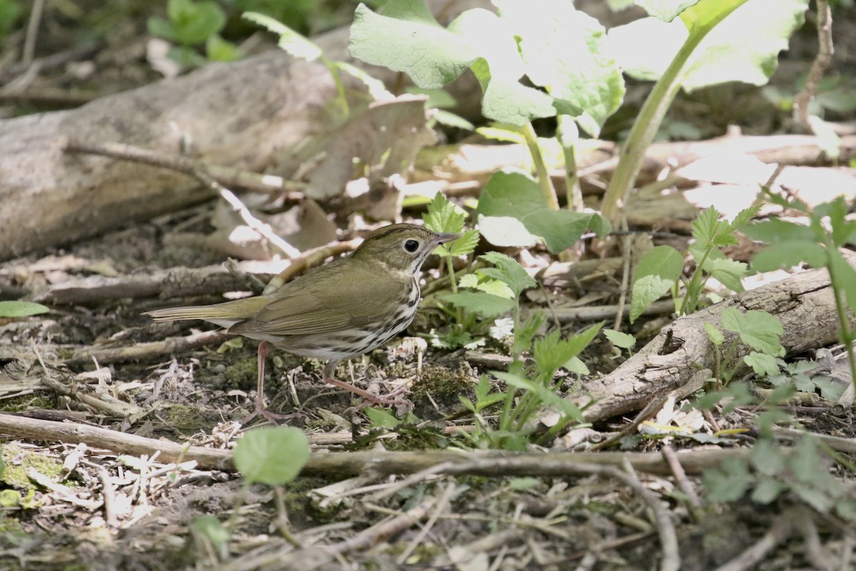 Ovenbird - ML449660791