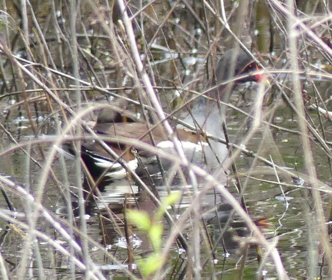 Common Gallinule - ML449661751