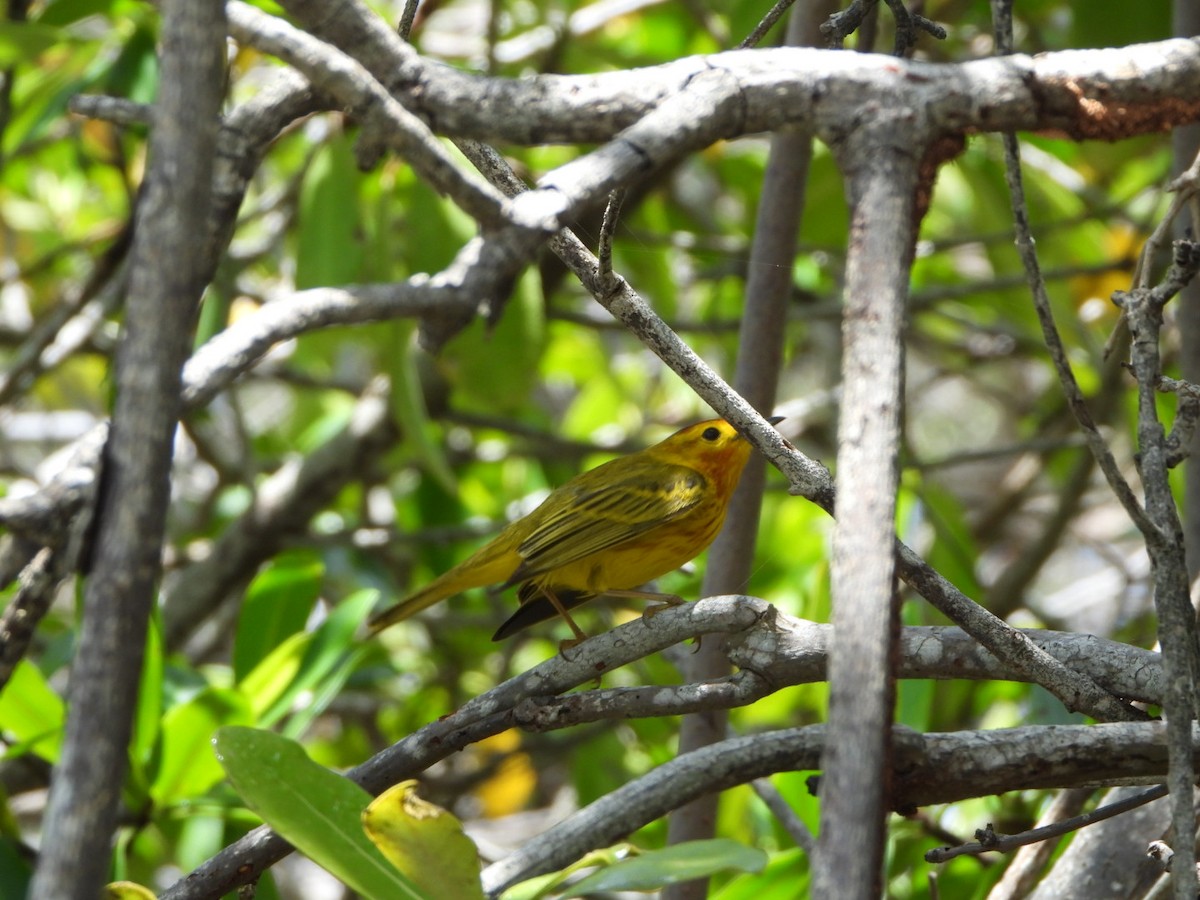 Yellow Warbler (Mangrove) - Francisco Contreras @francontreras.80