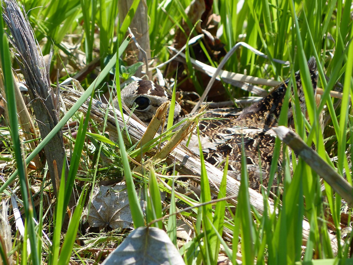 American Woodcock - ML449663111