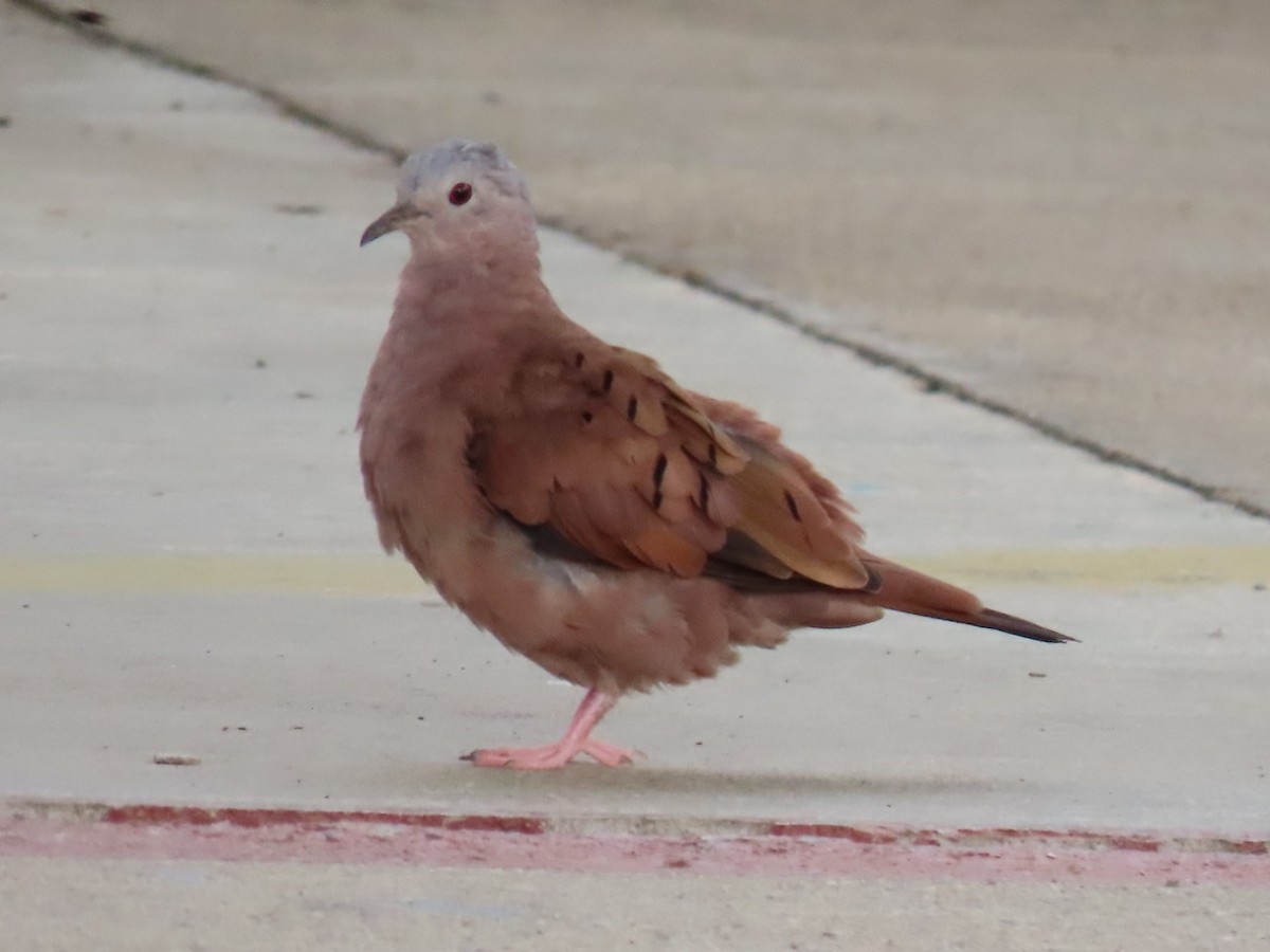Ruddy Ground Dove - ML449665651