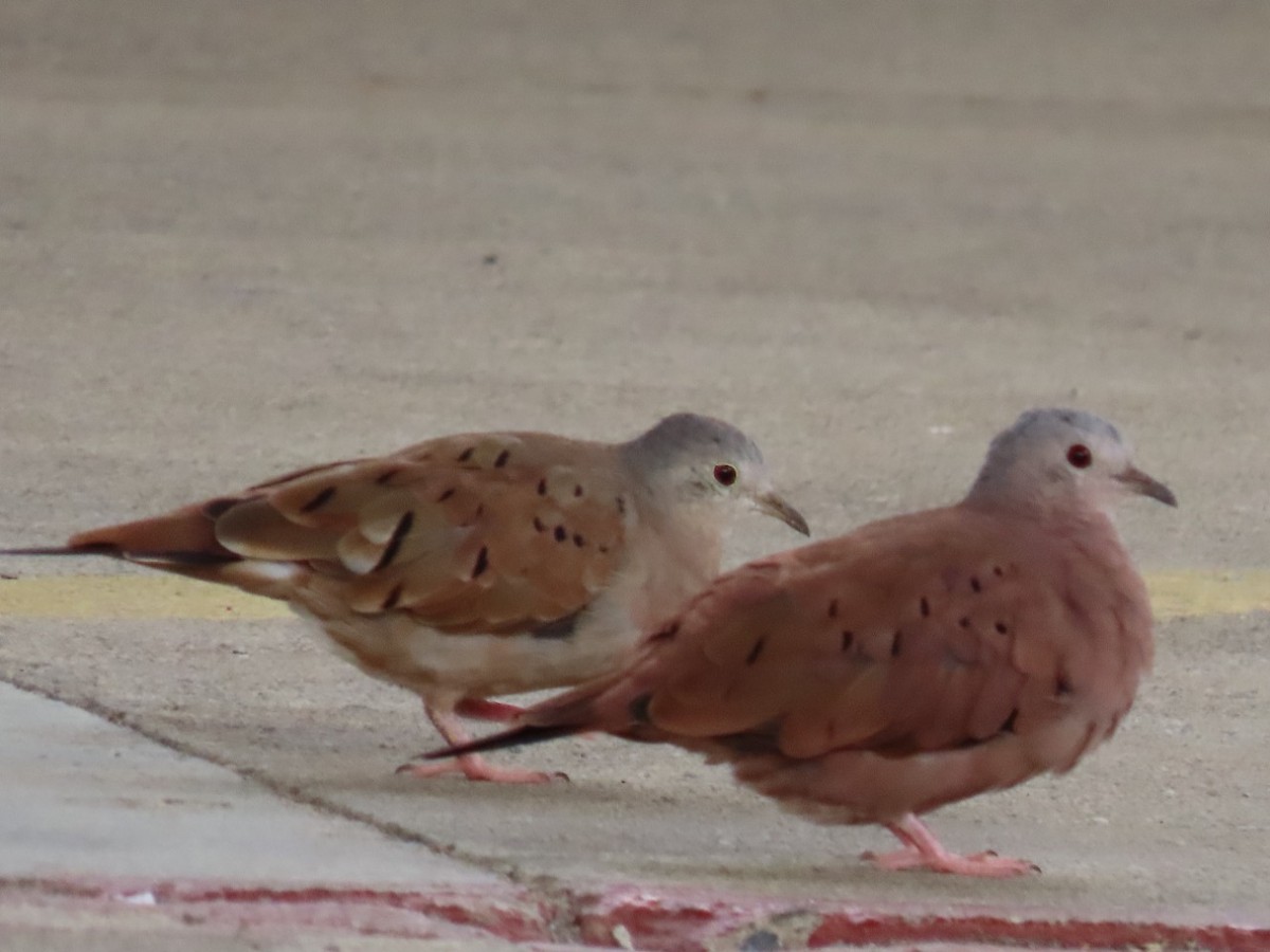 Ruddy Ground Dove - ML449665801