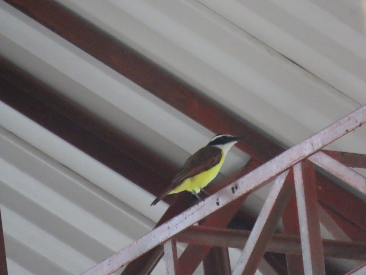 Great Kiskadee - ML449666191