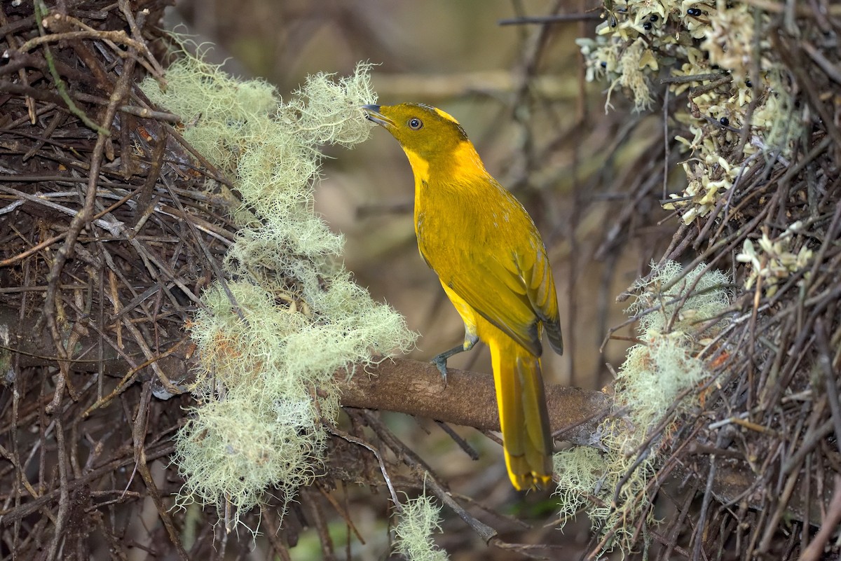 Golden Bowerbird - Paul Maury