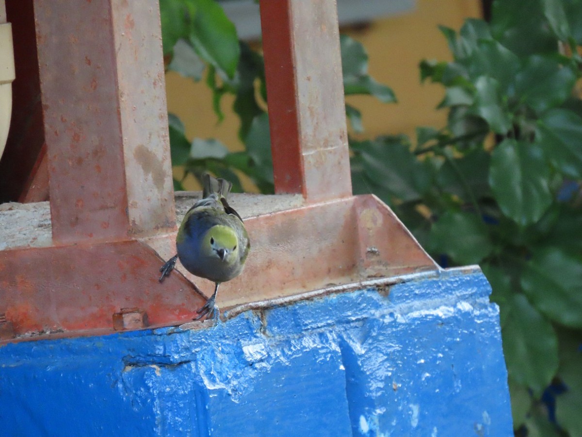 Palm Tanager - ML449667111