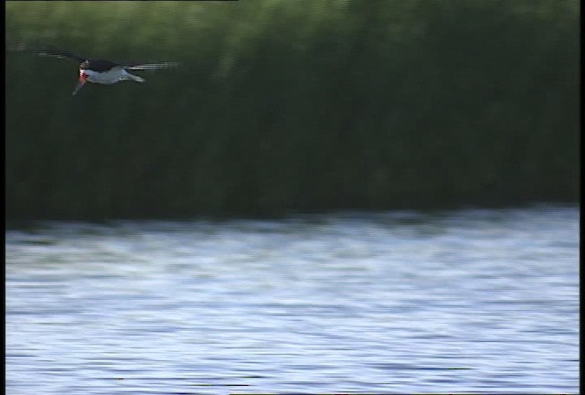 zoboun americký (ssp. niger) - ML449668