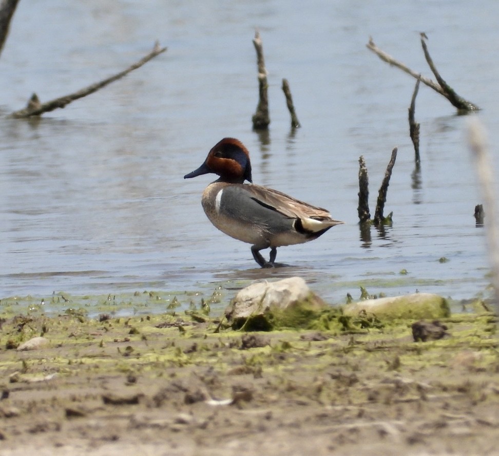 Green-winged Teal - ML449669321