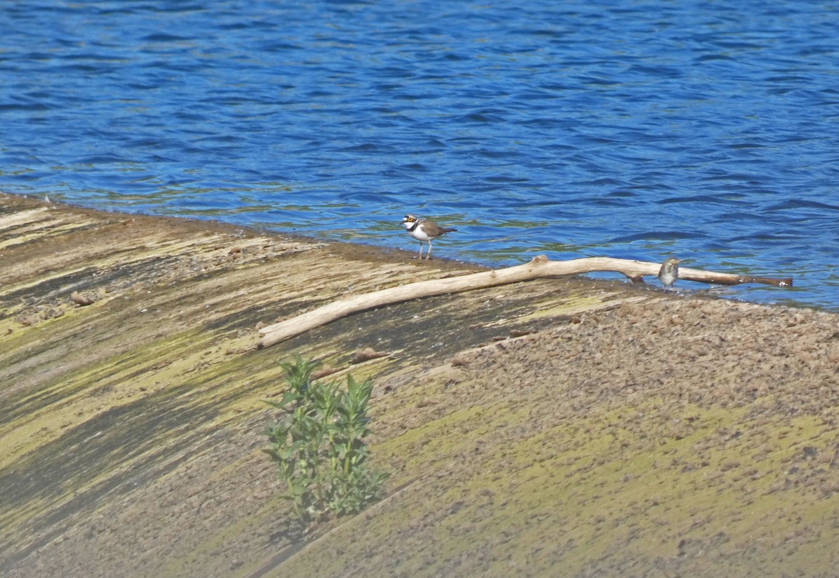 Little Ringed Plover - ML449669371