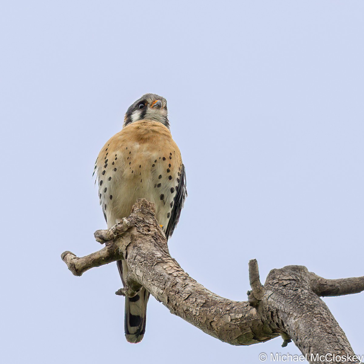 American Kestrel - ML449669391