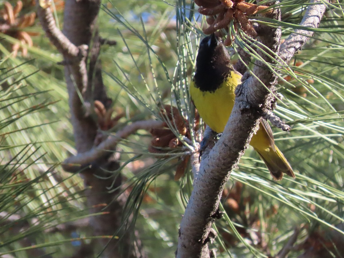 Oriole jaune-verdâtre - ML449670431