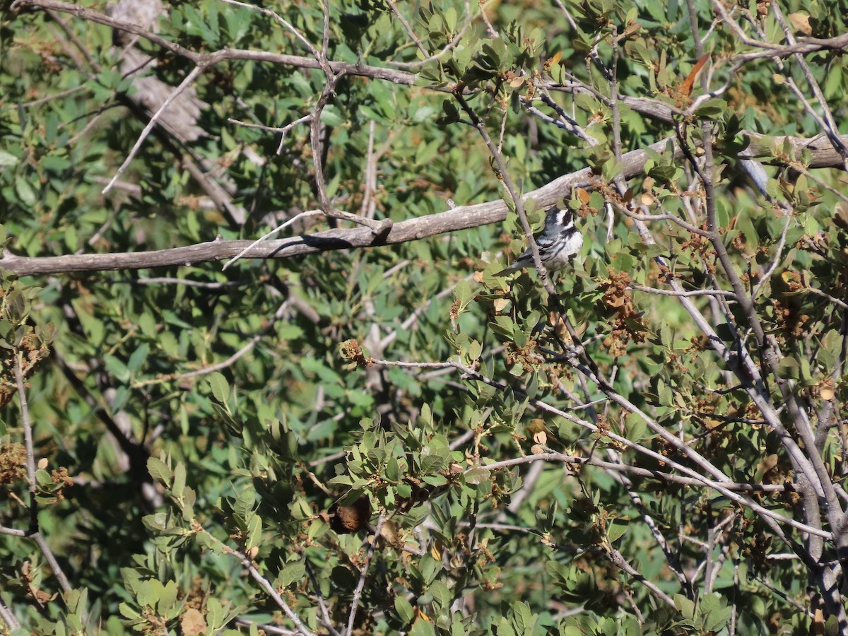 Black-throated Gray Warbler - ML449671071