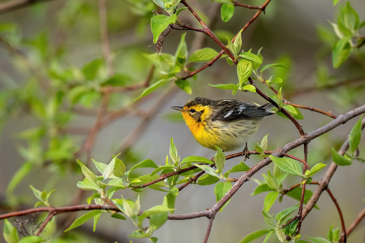 Blackburnian Warbler - Andrew Newmark