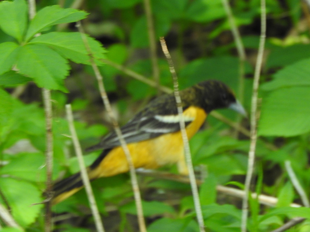 Baltimore Oriole - ML449674171