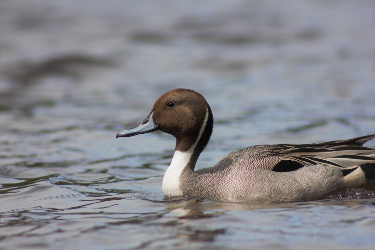 Northern Pintail - Alexander Merrigan