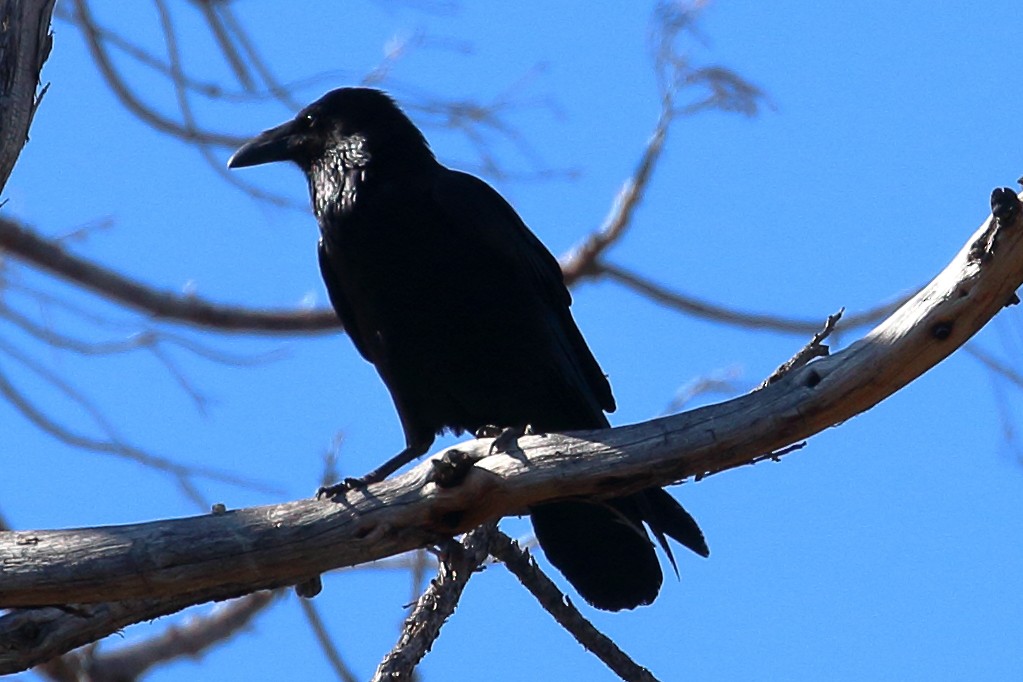 Common Raven - Jeffrey Fenwick