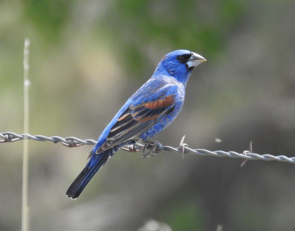 Guiraca bleu - ML449677921