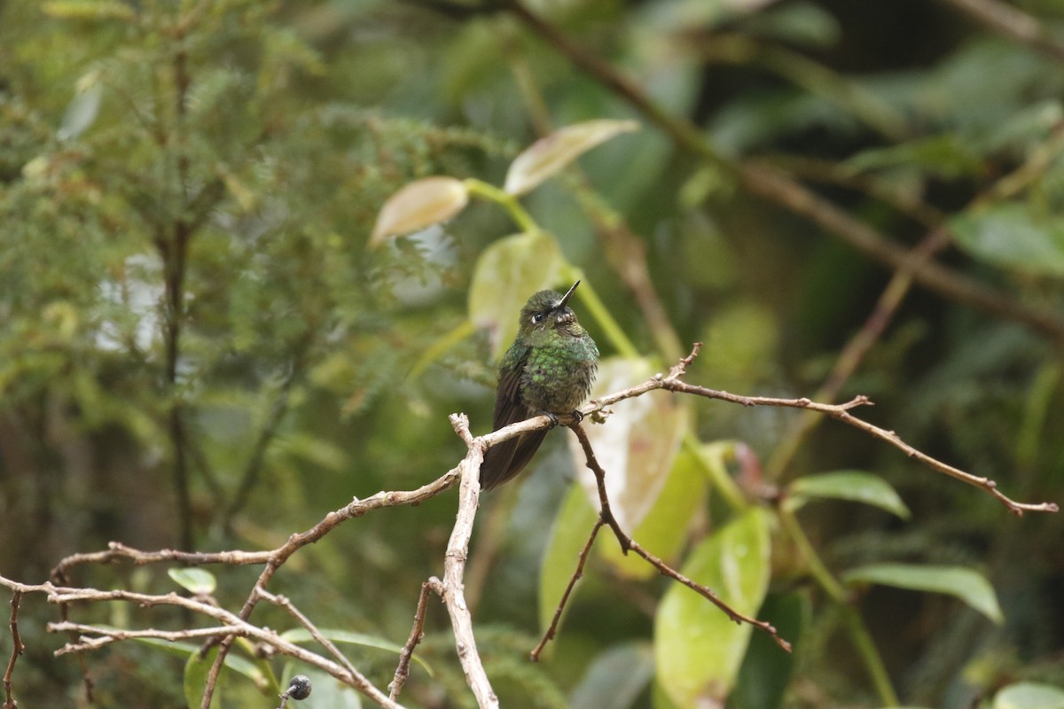 Colibrí Lucero - ML449678241