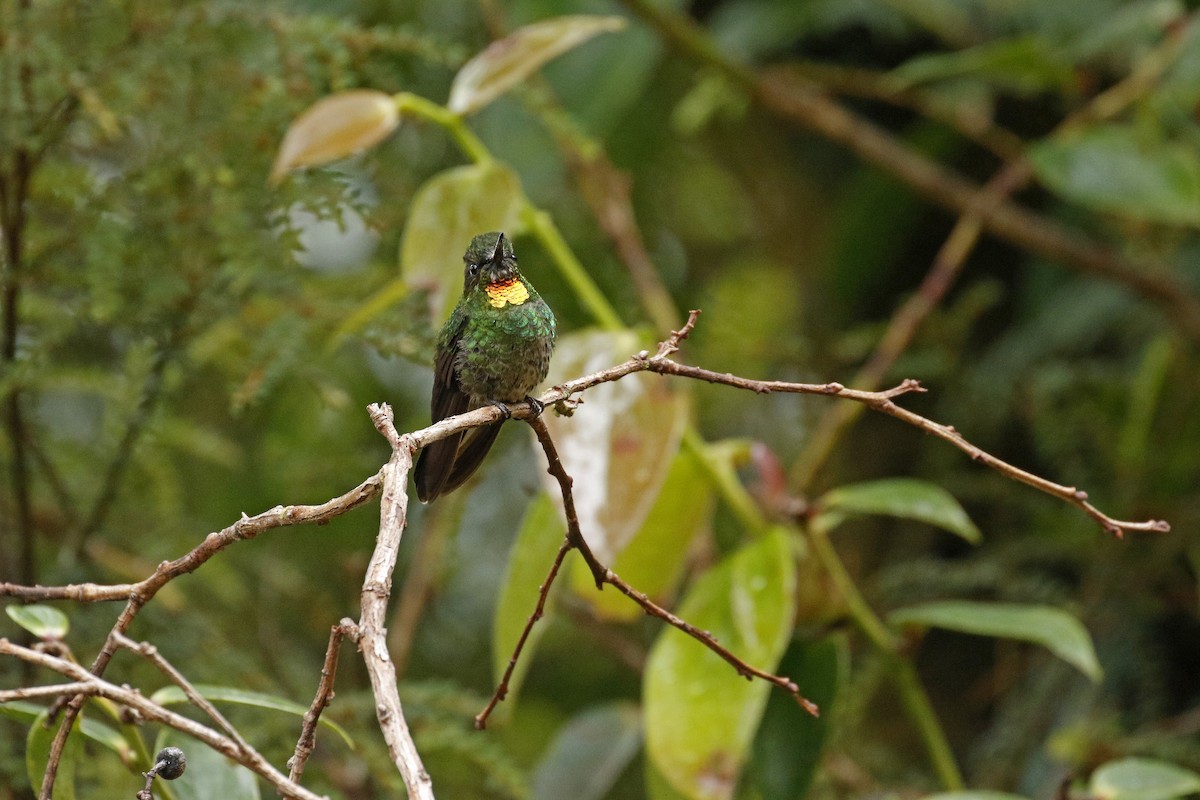 Colibrí Lucero - ML449678261